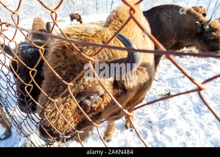 Zwei große nett und lustig brown Bison oder Bull von Wall Street steht in der Nähe der Metallzaun während Heu essen. Stockfoto