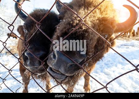 Zwei große nett und lustig brown Bison oder Bull von Wall Street steht in der Nähe der Metallzaun während Heu essen. Stockfoto