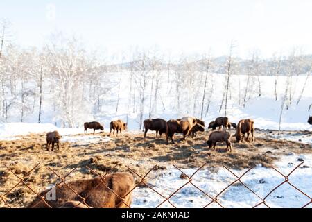 Close-up auf eine metallische Gitter Zaun im Hintergrund, von denen Kühe, Stiere und Bison im Schnee mit Heuballen im Winter Weiden. Stockfoto