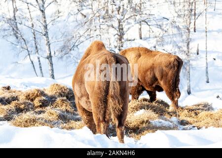 Zwei weibliche große braune Bisons oder Wall Street Bullen steht auf dem Schnee in der Nähe des Heu. Stockfoto