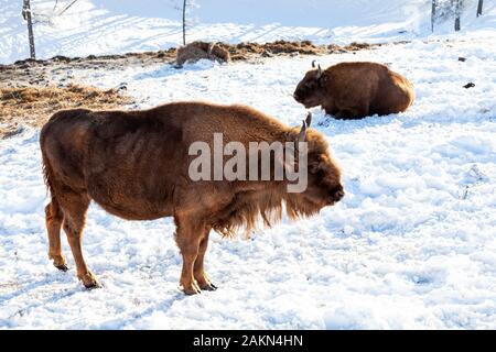 Zwei weibliche große braune Bisons oder Wall Street Bullen steht auf dem Schnee in der Nähe des Heu. Stockfoto