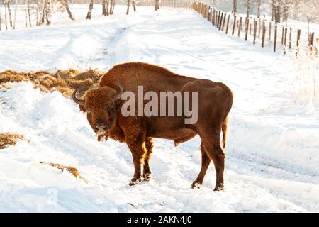 Eine große braune männlichen Bison oder Wall Street Bulle steht mit seinen Mund im Schnee in der Nähe des Heu öffnen. Stockfoto
