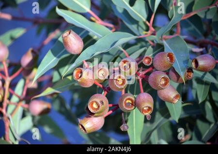 Bündel von großen Gumnuts auf einer australischen native rot blühenden Gum Tree, Corymbia ficifolia, Familie Myrtaceae. Endemisch in Albany Region WA Stockfoto