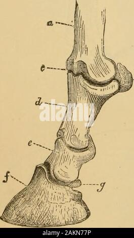 Die Kunst der Zähmung und Erziehung das Pferd: mit Details des Managements bei der Unterwerfung der über vierzig Vertreter bösartige Pferde, und die Geschichte der persönlichen Erfahrung des Autors: Zusammen mit Kapiteln über Fütterung, Einstallung, beschlagen, und die praktische Behandlung für die Krankheit, Lahmheit, etc.: mit einer großen Anzahl von Rezepten. downloadvorgang Phalanx, den niedrigsten Anteil der Rahmen des membei, whichis weiterhin auf die Seiten und Iear durch-^ elastische Prolongationen bildet die baseof die Ferse, die seitlichen jihro - Knorpel (das ergibt einen Längsschnitt der Fuß); die zweite Phalanx, imme - Dia Stockfoto