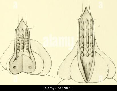 Memoiren des Museums für Vergleichende Zoölogy, an der Harvard College, Cambridge, Mass. Stockfoto