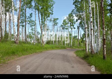 CO 00205-00... COLORADO - Aspen Bäume Straße 129 auf der Columbine Alternative der Great Divide Mountain Bike Route. Stockfoto