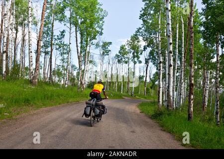 CO 00208-00... COLORADO - Reiten durch eine Aspen Bäume Straße 129 auf der Columbine Alternative der großen Mountainbike Route teilen. Stockfoto