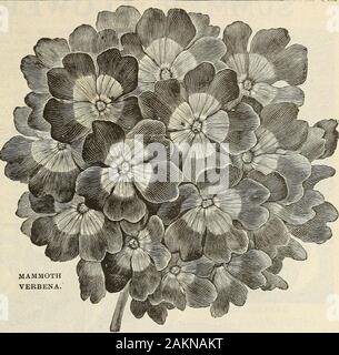 Garten Blumen und Samen 1902. Kehle. Attraktiv. Pkt. 10 C. Kapuzinerkresse. Siehe Lobb 8 Nasturtiums, Seite 73. VINCA oder IMMERGRÜN. Schöne buschige Pflanzen. Aussaat im März, im Mai transplantiert, werden erste summerin Garten blühen. Im Herbst und im Winter willflower, 1 Y" ft. T. S. 3645. Rosea. Feine Schatten der Rose. Pkt. 5c. 3646. Rosea Alba. Weiß mit rose Auge. Pkt. 5c. 3647. Rosea Alba Pura. Reines Weiß. Pkt. 5c. 3648. Gemischt. Die oben genannten Sorten. Pkt. 5c. Veilchen (Viola Odorata). Die hardy Süße Violett was blüht im Frühling. Theythrive am besten an einem schattigen Platz, in feuchten, fruchtbaren Boden. (D Stockfoto