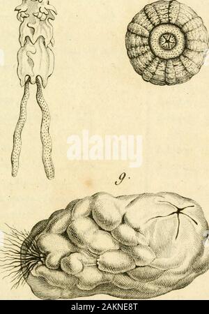 Le règne Animal distribué d'après son Organisation pour servir de Base a l'histoire naturelle des Animaux et d'Einführung a l'anatomie Comparée. 8.. Stockfoto