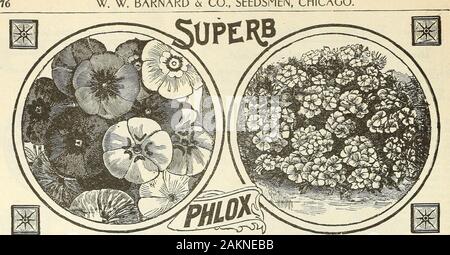 Garten Blumen und Samen 1902. Ike-Seide. Die Blüten, geschnitten, in whileyoung watertwo oder drei Tage halten. 5c. 2993. Tulip Poppy. Single strahlend scharlachrote Blüten, Blütenblätter whoseouter Form einer Tulpe - wie Schale. Pkt., 5c. Neue POPPY, Miss Sherwood/2995. Wunderbare Vielfalt für Schnittblumen. Single, satinywhite, schattig Weiß. Hat schönes Laub. Pkt., 10 c 2996. Single Mohn. Viele Sorten gemischt. Pkt., 5c. Doppelzimmer mit Mohn. 2992. White Swan. Der buschigen Wuchs; schöne gesäumt, rein weißen Blüten. Pkt., 5 c 3001. Pfingstrose Geblüht. Breite fünfblättrige, große Peony - wie Blumen. Pkt., 5 c 3012. Die schneeverwehung. Reines Weiß. Stockfoto