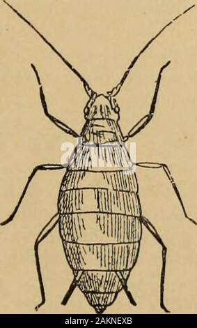 Schädlinge und Krankheiten, die Rechtsmittel und die Vorschläge für die Annahme von Landwirten empfohlen, Obst - Landwirte und Gärtner der provincePrepared unter der Aufsicht und Autorität der Provinz des Gartenbaus. . (Abb. B.) Der Hopfen Laus, dritte Generation auf Pflaume - die Generation, die Hiesto der Hopfen. Kopf unten auf der rechten Seite. (Beide vergrößert.). (Abb. C.) Der Hopfen Laus, true sexualfemale. (Vergrößert.) 12 der Provinz des Gartenbaus. 1807 Stockfoto