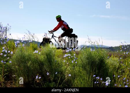 WY 03922-00 ... WYOMING - wild wachsenden Blumen am Rand der Straße 401 südlich von Rawlins auf die Große Mountainbike Route teilen. Stockfoto