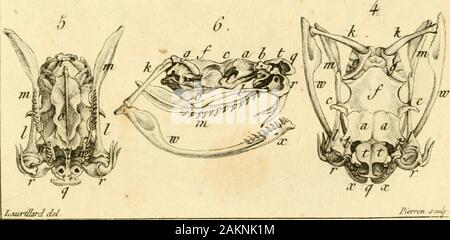Le règne Animal distribué d'après son Organisation pour servir de Base a l'histoire naturelle des Animaux et d'Einführung a l'anatomie Comparée. i, 2, 3. Teée (fa Frand&gt; Pt/w/io/i de xfoeva&gt;. U?/•^/,&gt;, &lt;^, 7 TVr dun tferp&il. //Ot/tr//C. H/•? PL VIII. Stockfoto