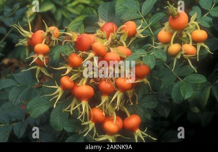 ROSETTENHÜFTEN (ROSA RUGOSA) AUF ROSENKUSCH Stockfoto