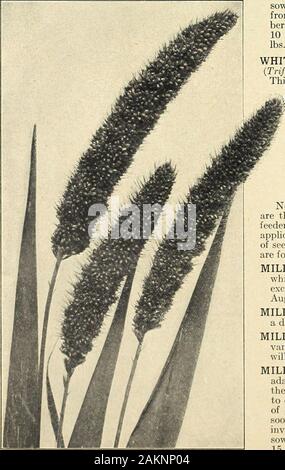 Die Farquhar Garten jährliche: 1918. ) Auf reiche, lehmige Böden diese Sorte wächst nearlj^ doppelt so groß wie die Mittlere rote earHer Cloverand ist im Wachstum. Lb, 55 cts., 10 lbs., $ 5,25; 100 lbs., $ 50,00. Rot Mittel. (Trifolium pratense.) Die besten Klee für alle praktischen pur-Posen. Gelingt am besten auf satten, warmen Lehme, mit Humus. Kalk und potashare wesentliche Voraussetzung für die Entwicklung am besten. Eine Biennale, sondern durch schließen Weideland vielleicht mehrere Jahre dauern. Lb, 55 cts., 10 lbs., § 5,25; 100 lbs., $ 50,00. Scharlach oder purpurroter Klee. (Trifolium incarnalum.) Diese annualClover gedeiht am besten auf warmen, lo Stockfoto