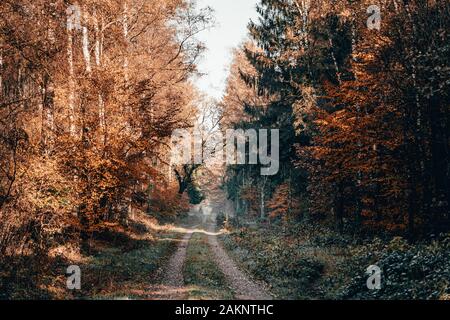Foggy Wegs in Pinienwälder mit Herbst bunte Laub am Morgen in Luneberg Heide Heide Stockfoto