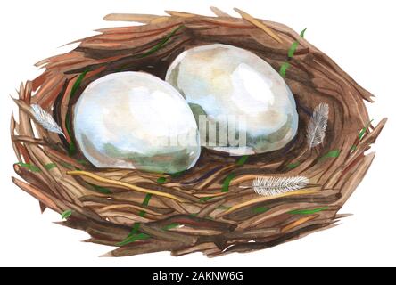 Hand gezeichnet Aquarell kunst Vogel Nest mit Eiern, Ostern Design. Stockfoto