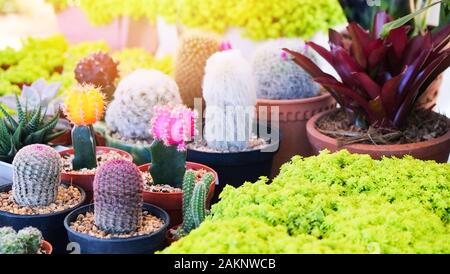 Miniatur sukkulente Pflanze und Kaktus im Topf verschiedene Mischung aus Sammlung cactus Dekorieren im Garten Stockfoto