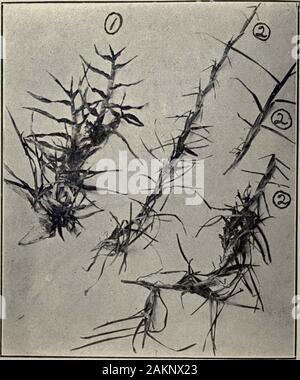 Rasen Gräser für South China. Bulletin Nr. 25 Platte III Cynodon dactylon Pers. (Caprioi. ein Dactylon O. Kuntze) Dies ist die dritthäufigste Rasen Gras in South China gefunden. Es iscommonly Bermuda Grass und wird häufig in den USA für die südlichen Breitengraden empfohlen. Es passt sich leicht an wechselnde Bedingungen, breitet sich mit großer Schnelligkeit und steht fast jede Menge Wandern withoutwearing, sondern vielmehr scheint es zu profitieren.. Bulletin Nr. 25 Platte IV Nr. 1. Andropogon aciculatus Retz.No. 2. Eremochloa ciliaris (Linn.) Merr. (Eremochloa leersoides Hack.) Andropogon kann distinguis werden Stockfoto