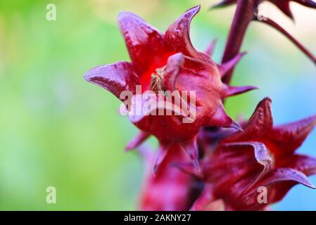 Roselle Früchte am Baum im Garten mit grün Blatt hintergrund/Rot roselle für Gesundheit Getränk natürlichen Kräutern, Hibiscus sabdariffa Stockfoto