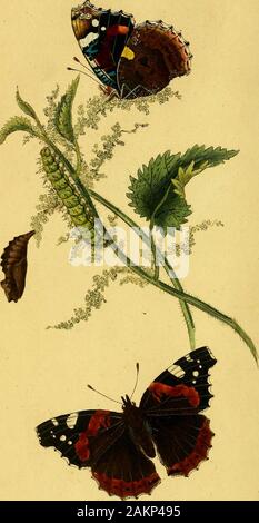 Die natürliche Geschichte der britischen Insekten: erklären Sie in den verschiedenen Staaten, mit den Zeiten Ihrer Transformationen, ihre Nahrung, oeconomy, & ctogether mit der Geschichte dieser Minute Insekten als eine Untersuchung durch das Mikroskop: Die ganze durch farbige Abbildungen, entworfen und ausgeführt von lebenden Exemplaren illustriert. C 17] PLATTE CCLIX. PAPILIOSEMELE. Black-eyed Schmetterling marmoriert. Lepidoptera. Generischen Charakter. Antennen clubbed am Ende Flügel ereft, bei reft. Vorbeiflug am Tag. Spezifischen CHARAKTER UND BT KEIN NT MS. Flügel dentated, Dunkelbraun, mit Fulvous fpots zu ma Dieäußeren nächste Stockfoto