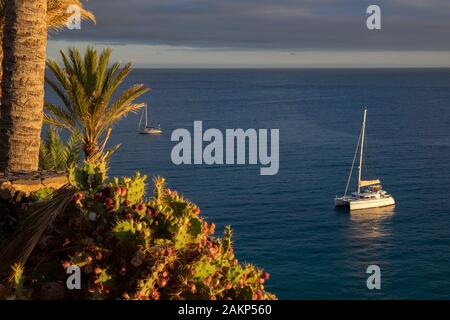 Blühende Kakteen am Ufer mit Booten in See im Hintergrund, Morro Jable, Jandia Halbinsel, Fuerteventura, Kanarische Inseln, Spanien, Europa Stockfoto