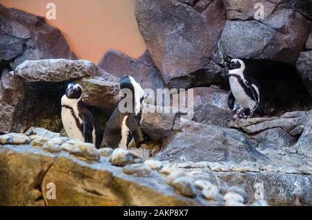 Pinguin mit Steinumgebung im Zoo Stockfoto