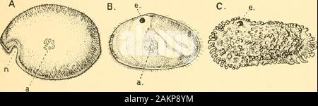 Leitfaden für die Krebstiere, Spinnen, Onychophora und Myriopoda in der Abteilung für Zoologie ausgestellt, das British Museum (Natural History). . Andere Krebstiere, die es, wenn überhaupt, onlytwo Paare der Trunk-Beine hinter dem Kopf-Region. Der carapax bildet eine bivalved Shell vollständig enclosingthe Körper und Gliedmaßen. Es ist eine große und oft Bein, palp am Unterkiefer. Die antennules und Antennen sind für Kriech-ing oder Schwimmen. Ostracoda, Copepoda. 29 Die Ostracoda (Abb. 10) sind in den meisten Fällen extrem Tabelle - caseminute Tiere, und nur ein oder zwei der größeren Arten können Stockfoto