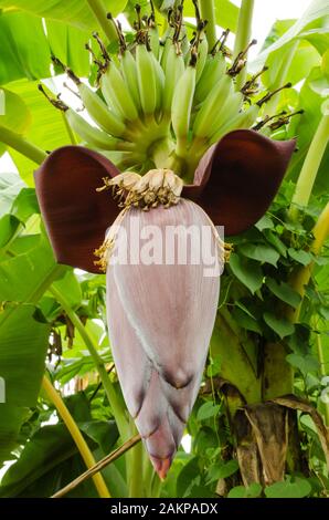 Bananenblüte im Garten zum Kochen Stockfoto