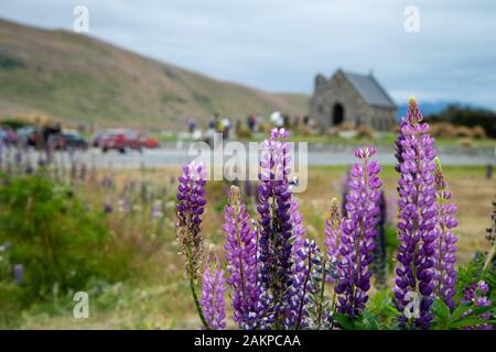 Lila Lupin Blumen mit der Kirche des Guten Hirten und den Menschenmassen in der Ferne, Lake Tekapo, Neuseeland Stockfoto