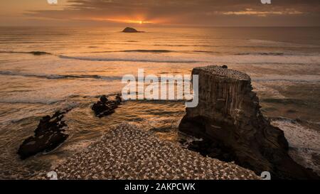 Gannet Kolonie bei Sonnenuntergang, muriwai Beach, West Auckland, Neuseeland Stockfoto