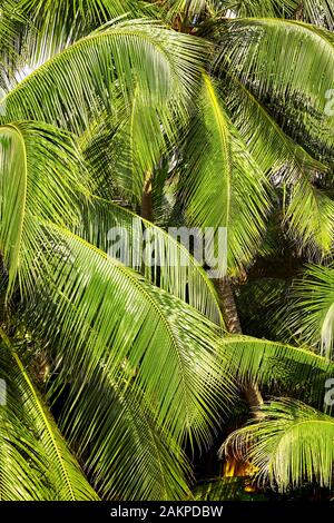 Coconut Palm Tree Blätter, natürlichen, grünen Hintergrund. Stockfoto