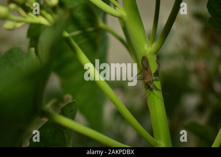 Eine Süßkartoffel-Bug auf morning glory Anlage. Surakarta, Indonesien Stockfoto