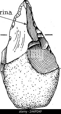 Der Übergang von der Rostro-Carinate Feuerstein Anbaugeräte auf den Tongue-Shaped Implementiert von River-Terrace Kies. t, aus denen diese Exemplare mit dreieckigen Abschnitt wurden madewere auf auf zwei verschiedene Arten betrieben werden. (1) durch Lösen einer großen Flake von oneend, Regie und flake - Entfernen von Schlägen auf die flache Oberfläche des so erzeugten Information der Oberen, dorsalen Teil des Anbaugeräts und (2) bei der Aufteilung der noduleinto zwei Stücke, die in die Richtung der grössten Länge, und das Manipulieren eines oder beide dieser Stücke in der Art und Weise wie oben beschrieben. In fast jedem Fall der posterioren Endedes implem Stockfoto