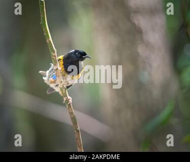 Männliche stitchbird (Notiomystis gracilis), auch bekannt unter der Maori name Hihi, auf Tiritiri Matangi Insel Stockfoto