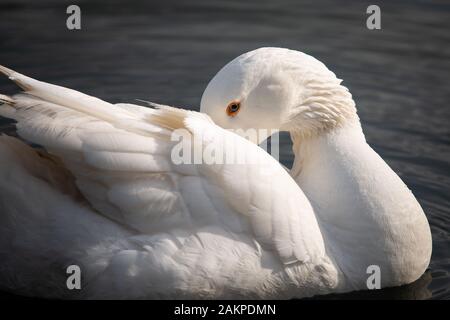 Schönen wilden weißen Schwan putzt seine Federn mit seinen Kopf nach hinten in den Westlichen Spring Park Auckland Stockfoto