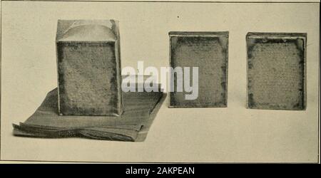 Nachlese in Biene Kultur. Abb. 1.- ein transparentes WRAPPER FORCOMB - Honig Abschnitte. Dieser Wrapper wurde auf einem leeren Bereich. Wenn thesection besetzt worden war, die Oberfläche des Kammaufsatzes wouldhave sehr deutlich wie gezeigt in Abbn. 2 und 3. ist weiß, die Wirkung ist vielleicht besser, althoughthe gewöhnlichen gelblich gefärbtes Papier macht apleasing Aussehen. Abb. 2 zeigt den Prozess der Verpackung thesections, und auch zwei Abschnitte, die fin-Ished. Schleim oder Leim muss tokeep das Papier an Ort und Stelle benutzt werden, und auch Bild zu verhindern. 3.- Der WRAPPER ALMOSTALL verhindert Leckage. Dieser Kamm wurde absichtlich für Experiment gebrochen, Stockfoto