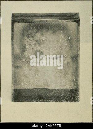 Nachlese in Biene Kultur. Abb. 1.- ein transparentes WRAPPER FORCOMB - Honig Abschnitte. Dieser Wrapper wurde auf einem leeren Bereich. Wenn thesection besetzt worden war, die Oberfläche des Kammaufsatzes wouldhave sehr deutlich wie gezeigt in Abbn. 2 und 3. ist weiß, die Wirkung ist vielleicht besser, althoughthe gewöhnlichen gelblich gefärbtes Papier macht apleasing Aussehen. Abb. 2 zeigt den Prozess der Verpackung thesections, und auch zwei Abschnitte, die fin-Ished. Schleim oder Leim muss tokeep das Papier an Ort und Stelle benutzt werden, und auch Bild zu verhindern. 3.- Der WRAPPER ALMOSTALL verhindert Leckage. Dieser Kamm wurde absichtlich für Experiment gebrochen, Stockfoto