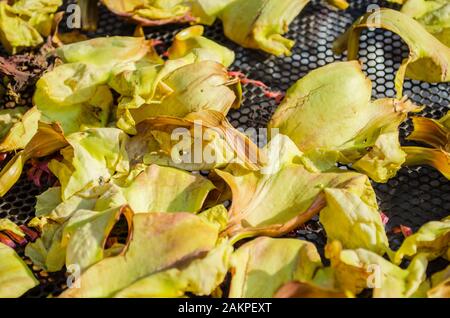 Gelber Gemüse Summender Vogel Sesban Agasta Stockfoto