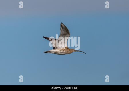 Western curlew Vogel (numenius arquata) fliegen in blauer Himmel mit ausgebreiteten Flügeln Stockfoto