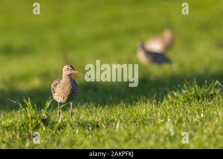 Western Brachvögel (Numenius arquata) in grüne Wiese Stockfoto