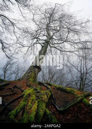 Blättriger umgefallener Baum über ruhigem See mit schönen Wurzeln und Nebelschwaden am Herbstmorgen in Finnland Stockfoto