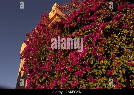 Rosa Oleander an der Wand des Restaurants in Fort bou Sheriff, Marokko Stockfoto