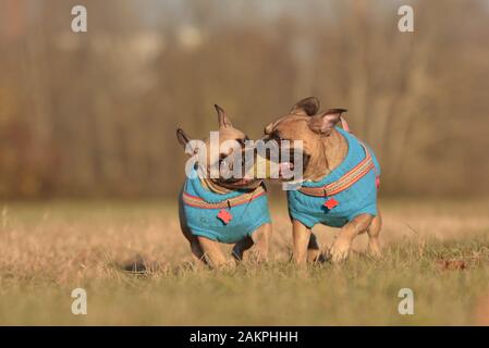 Aktion Schuß von zwei Französische Bulldogge Hunde tragen den übereinstimmenden blauen Pullover in Richtung Kamera, während Kugel Spielzeug in den Mund zusammenhalten Stockfoto