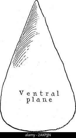 Der Übergang von der Rostro-Carinate Feuerstein Anbaugeräte auf den Tongue-Shaped River-Terrace Implementiert von Kies. Rückenseite ventrale Oberfläche der Haspel Stockfoto