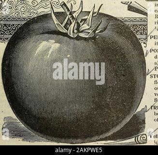 Garten Blumen und Samen 1902. Stockfoto