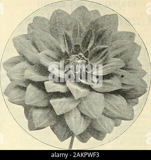 Dreer der Großhandel Preisliste für 1904: Dekorative hardy Garten Gewächshaus und anderen Pflanzen Lampen Werkzeuge, Düngemittel, Insektizide, Verbrauchsmaterialien, etc.. Zitrone Qiant. Sehr große zitronen-gelb. Lucius Crammock. Tiefes purpurrot-kastanienbraun. Lyndhurst. Eine feine helle Scarlet. Marquise von Bute. Reines Weiß, gespitzt, rosig-Carmine. Mattie Serrapin. Feine große Tiefe Lachs. MephistO. Reich glühende Zinnoberrot. Miss Bennett. Tief orange. Frau Basham. Blass gelb getaucht mit Rose. rirs. A. in Newhall. Dark Crimson, schattigen Kastanienbraun. Nymphiea (Water Lily Dahlia). Klar shrimp Pink, Schattierung dunkler. Oban. Rosa Lavendel durchdrungen Stockfoto
