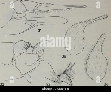 Niederländischen Zeitschrift für Entomologie. Abbn. 25 - 28. N. flammeola. Abb. 25. Hypopygium, Seitenansicht. Abb. 26. Linke innere dististyle, von außen. Abb. 27. Erweiterung der männlichen tergite 9, dorsalansicht. Abb. 28. Männliche Abdomen, Anzeigen von intromittent Orgel. Abb. 29, 30. N. parvirostra. Abb. 29. Erweiterung der männlichen tergite 9, dorsalansicht. Abb. 30. Adminiculum, laterale Ansicht. Moto; Chojabaru, Oita); Id, Tsushima; 2 c? 1, 9, Nord Korea (in der Nähe von Chonsani thehighest Paiktusan, Berg in Korea, in der Nähe des borderof Mandschurei, appr. 42°N 128°E); Id 49, Südkorea (16 & 18 mi NE Seoul); 2 d49, China (Lichuan und Stockfoto