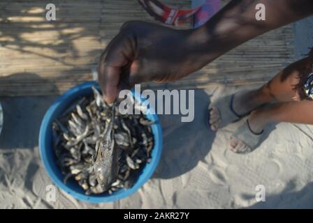 Frau zeigt einen ihrer getrockneten Fische, den sie verkauft, Mwandi, Sambia, Afrika. Stockfoto