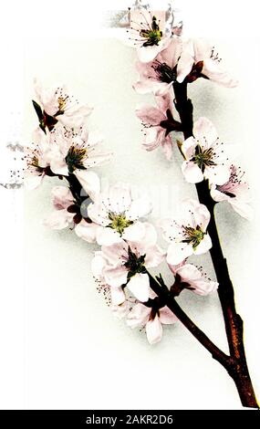 Die Pfirsiche von New York. Ergänzt die Ratlosigkeit der Einstufung an. Prunus Persica ist unterschiedlich von Botanikern und pomologists unterteilt. Häufig zwei botanischen Sorten essbarer Pfirsiche aus aufgeteilt sind, wie in der synonomy gezeigt, die nektarine und der Fiat peachesfrom der pubertierenden und globuläre Pfirsiche zu trennen. Aber diese Unterart, originat-ing über und über Im Fall der nektarine als Knospe oder Saatgut - mutationand der flachen Pfirsiche wahrscheinlich als Mutation entstanden, sind notmore deutlich von den übergeordneten Arten als die rot-fieshed sortiert, der Schnee-ball Pfirsiche, die Gelbe Transva Stockfoto